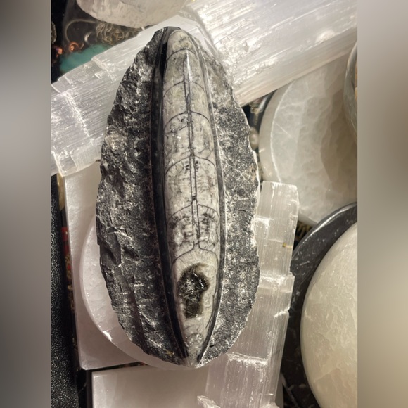 Authentic orthoceras fossils preserved in a rock matrix - Picture 12 of 12